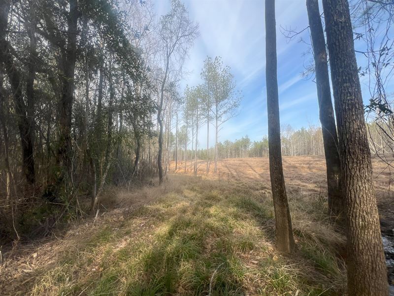 15.94 Acres in Salem, AL : Salem : Lee County : Alabama