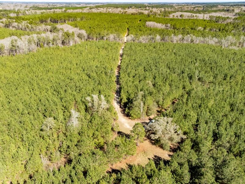 465 Ac Timberland Investment, Recre : Bonifay : Holmes County : Florida