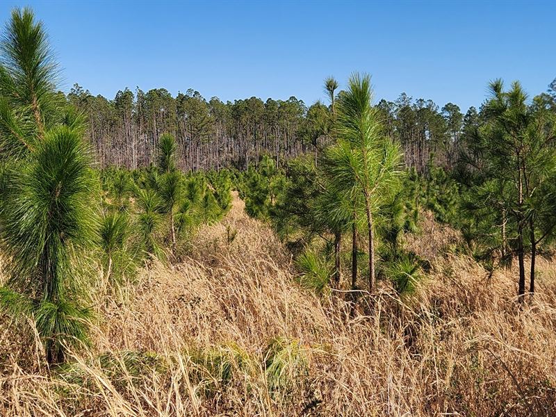 Courson Longleaf Tract : Axson : Atkinson County : Georgia