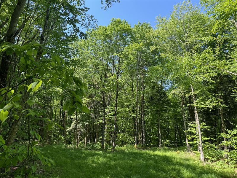 Tug Hill Woodland Retreat : Lewis : Lewis County : New York