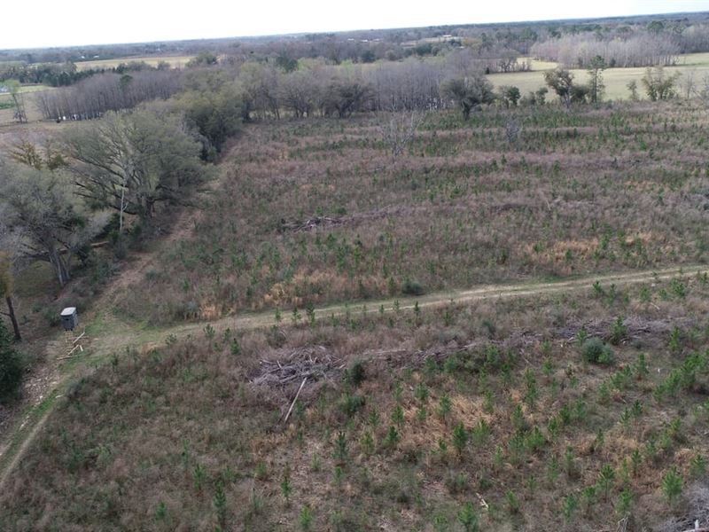 30 Ac Mini-Farm, Homesite and Hunti : Cottondale : Jackson County : Florida