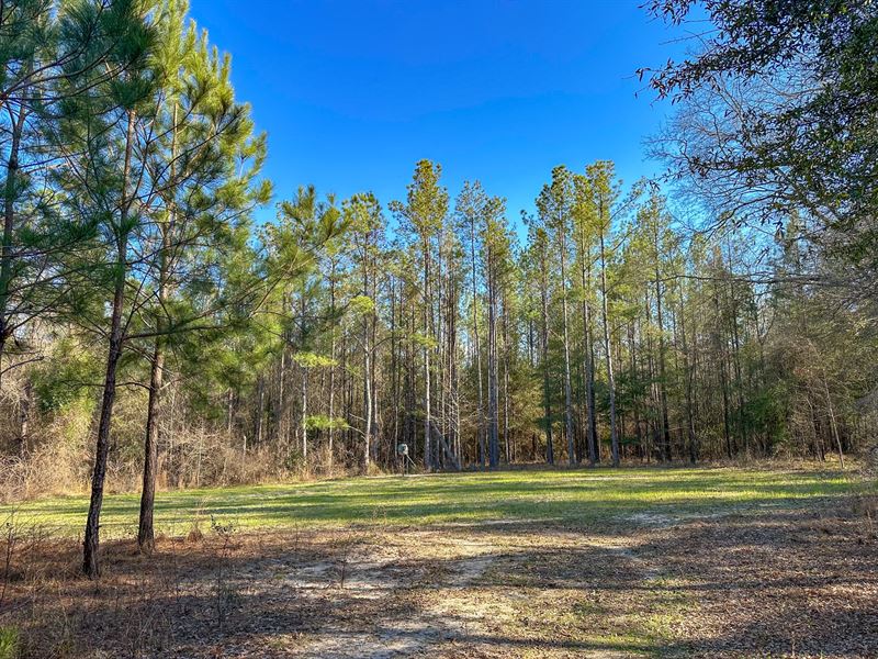 77.5 Acres in Russell Co : Pittsview : Russell County : Alabama