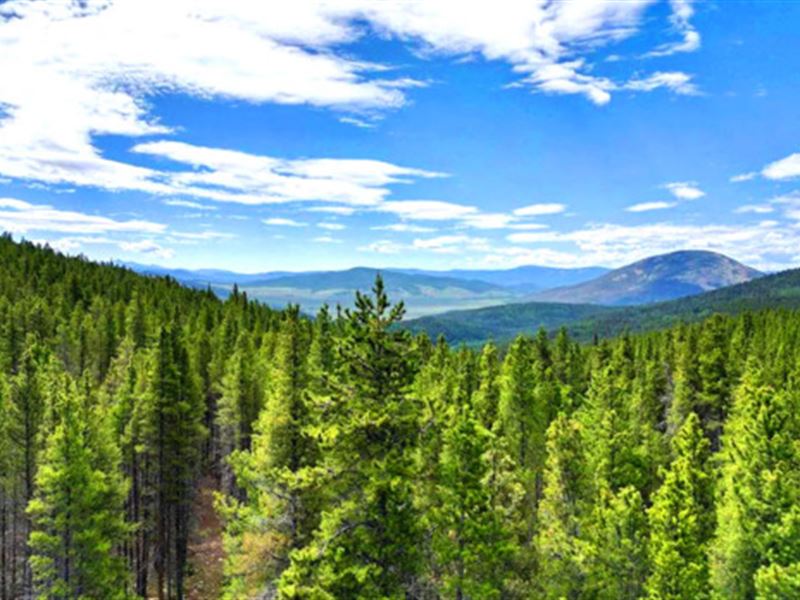 Next to Creek and National Forest : Whitepine : Gunnison County : Colorado