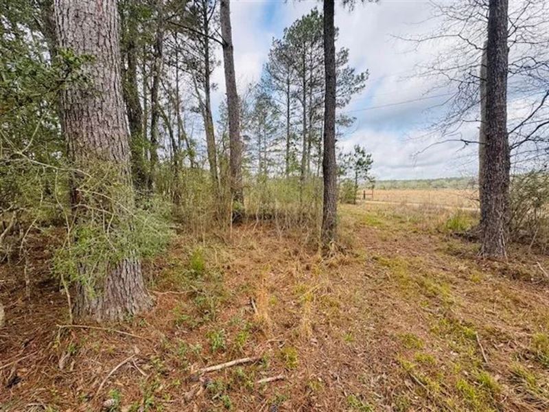 20 Acres South Of Columbia, MS : Columbia : Marion County : Mississippi