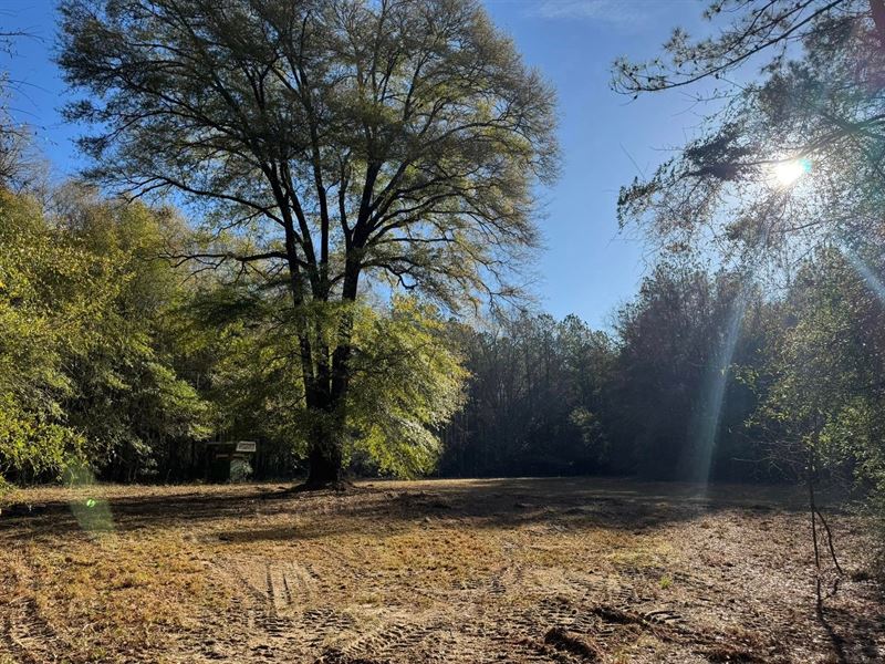 36 Acres Russell County : Seale : Russell County : Alabama