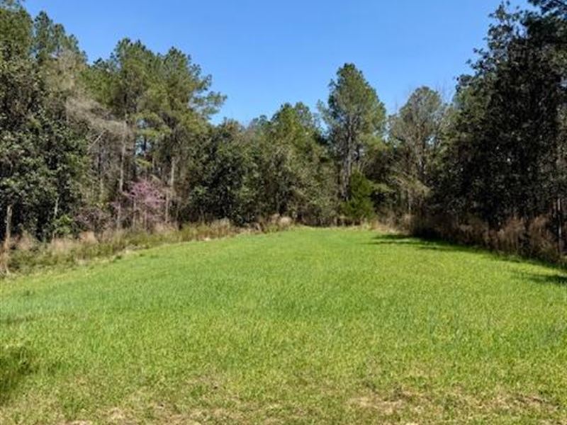 80 AC Lower Woodville Rd : Woodville : Wilkinson County : Mississippi