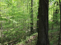 Gilmer Oaks 158 : Yazoo City : Yazoo County : Mississippi