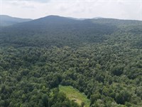 Belvidere Forest : Belvidere : Lamoille County : Vermont