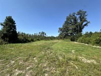 Wolf Branch Tract, 174 Acres : Tibbie : Washington County : Alabama