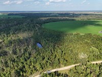 Turkey Tracks at Hurricane Creek : Hazlehurst : Jeff Davis County : Georgia