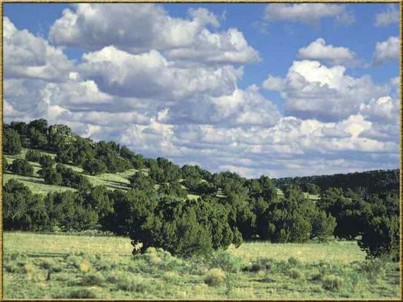 Elk Valley 40 Acre Foreclosure : Saint Johns : Apache County : Arizona