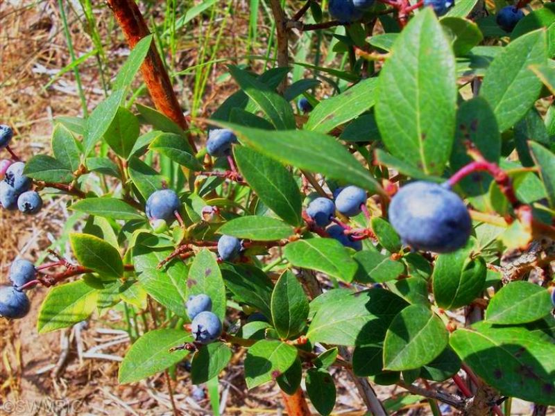 Whitetails & Blueberries, Farm for Sale in Michigan, #66668 : FARMFLIP