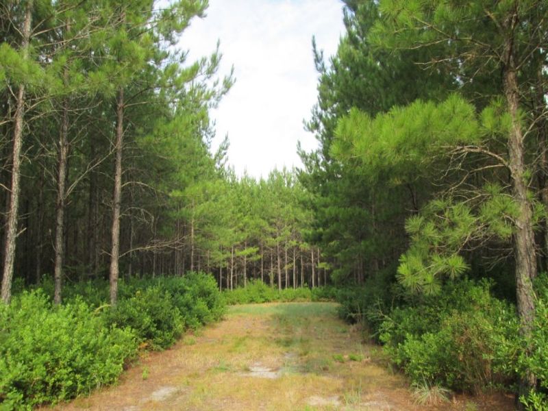 21 Acres Millwood Plantation : Manor : Ware County : Georgia