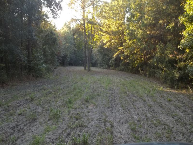 168 Ac Close To Georgetown : Georgetown : Georgetown County : South Carolina