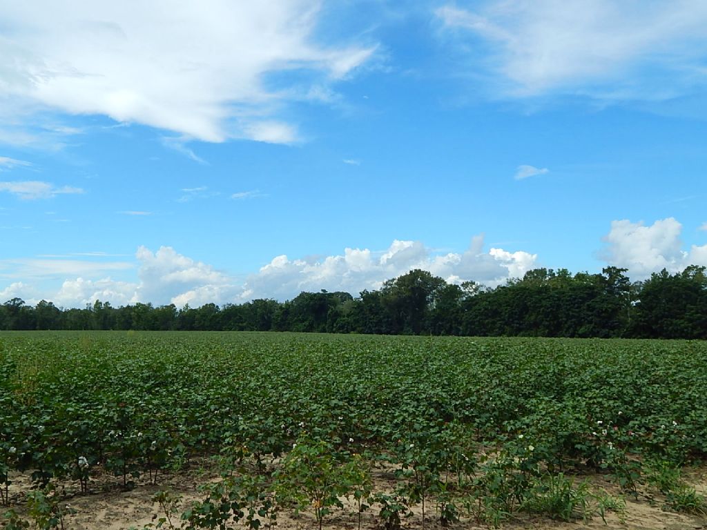 Little Lotts Creek Farm : Statesboro : Bulloch County : Georgia