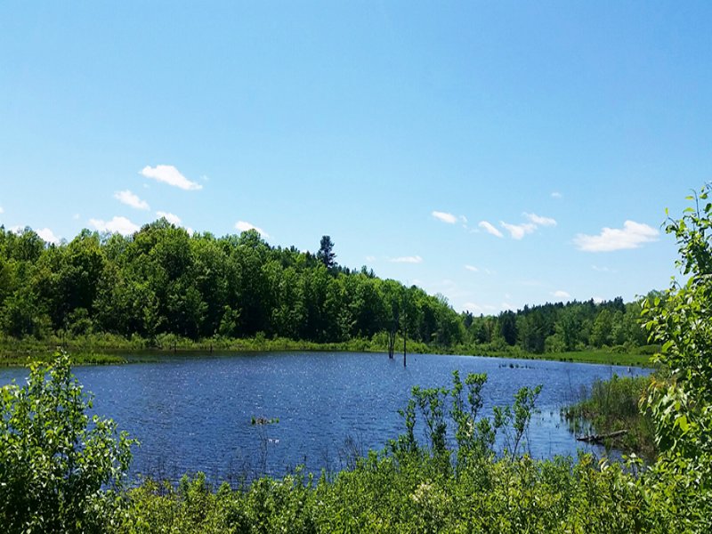 Land Black Lake Borders Forest, Farm for Sale in New York, #84673 ...