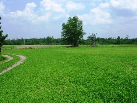 Gaskins Farm : Greeleyville : Williamsburg County : South Carolina