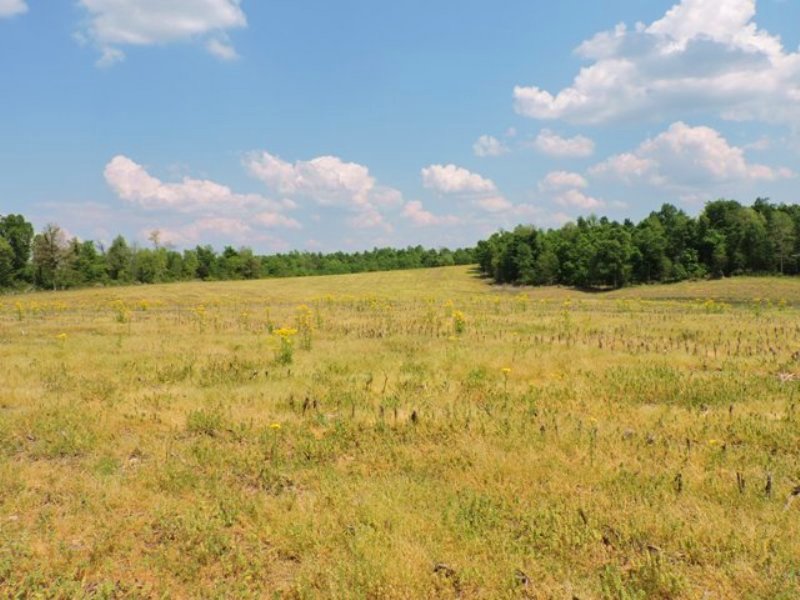 50+/- Acres : Farm for Sale in Hodgenville, Larue County, Kentucky