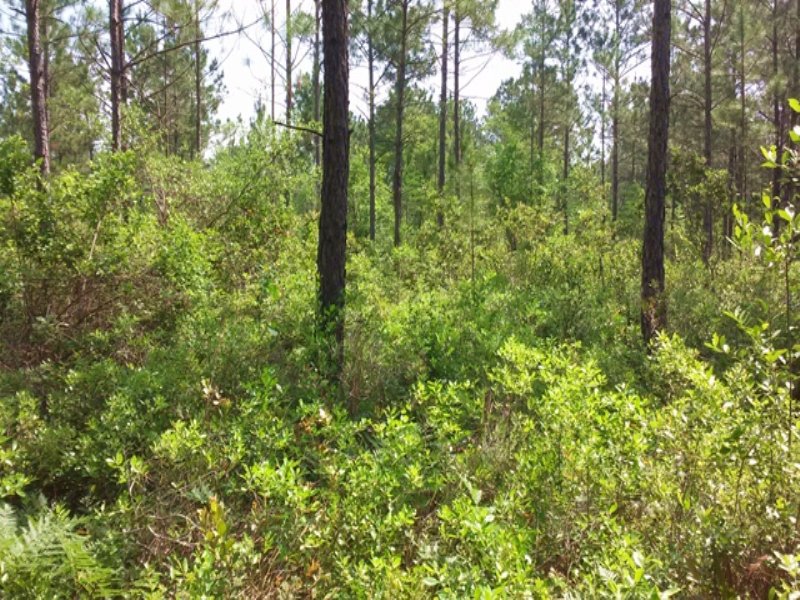 Old Surrency : Farm for Sale in Baxley, Appling County, Georgia ...