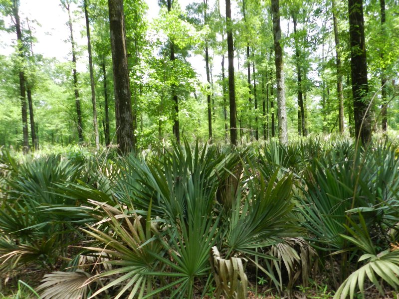 Stonewall Plantation : Waterproof : Tensas Parish : Louisiana