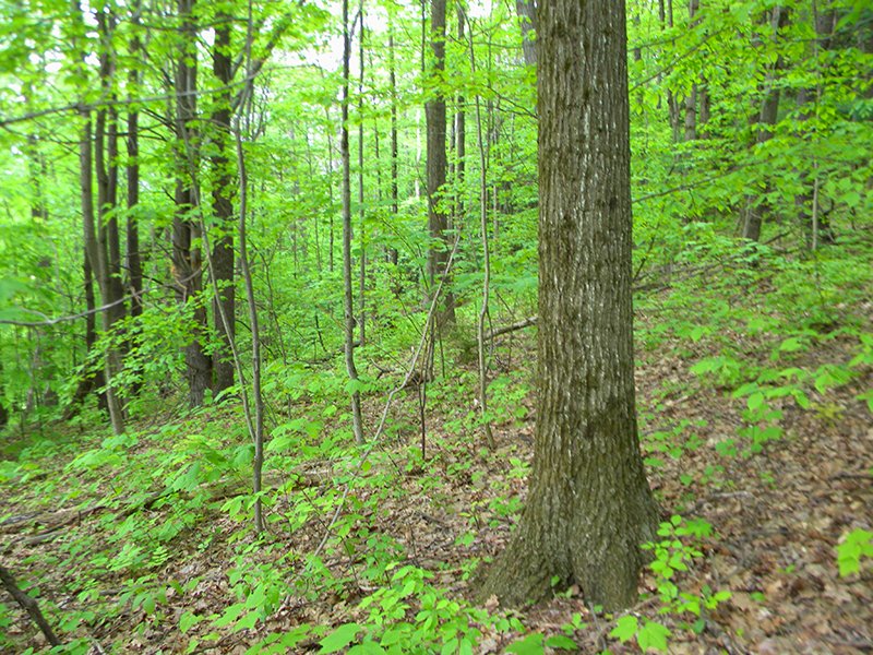 Wooded Acreage Finger Lakes Region : Big Flats : Chemung County : New York