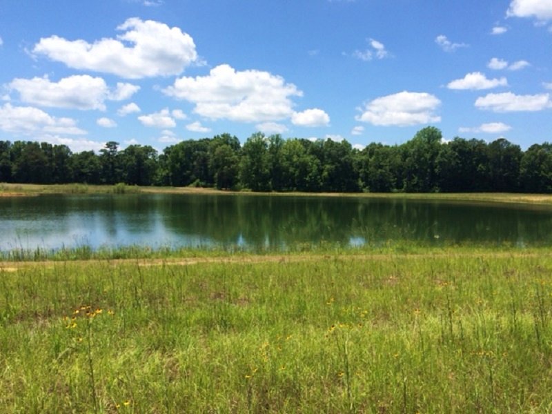 Homesite With Pond Farm for Sale in Forkland, Greene County, Alabama