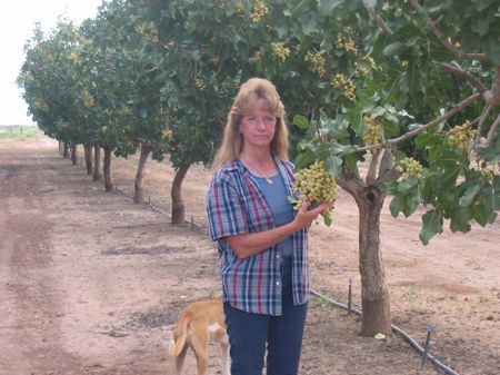 Pistachio / Pecan Farm : Alamogordo : Otero County : New Mexico