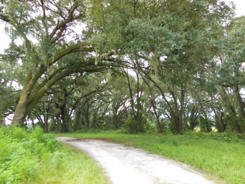 903 Acre Beautiful Old Farm : Chiefland : Levy County : Florida